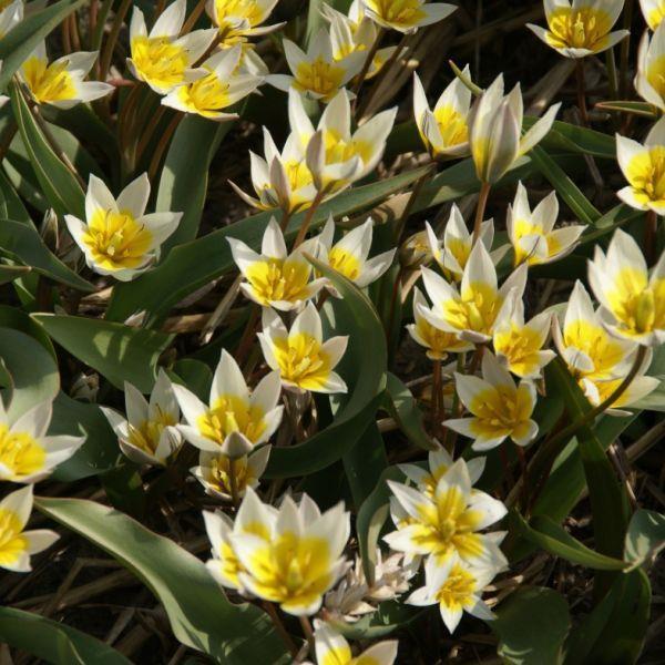 Tulipa biflora Historisk sort. Kr. 10,00 pr. stk. Opprinnelse: Sydøst-Europa. Introdusert i 1776 Høyde: 15 cm.