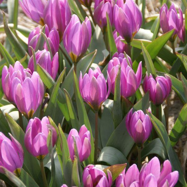 Tulipa humilis Kr. 7,00 pr. stk. Opprinnelse: Nord-Iran. Introdusert i 1844. Høyde: 10-12 cm.