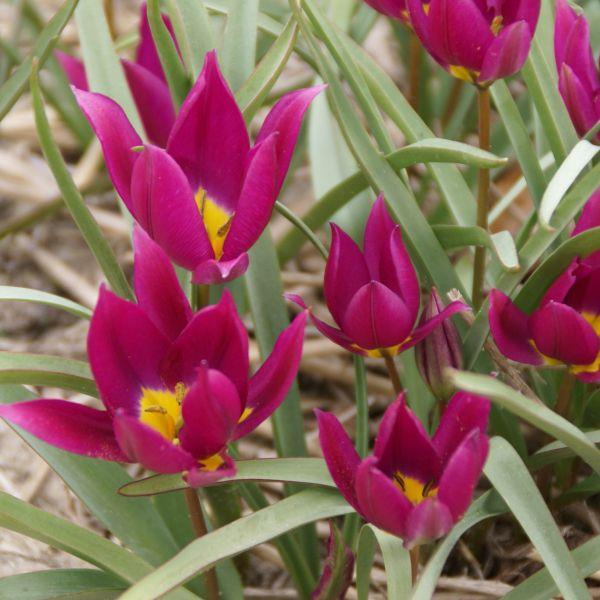 Tulipa humilis 'Eastern Star' Kr. 7,00 pr. stk. Opprinnelse: Nord-Iran (arten). Introdusert i 1975 (Visser Czn.