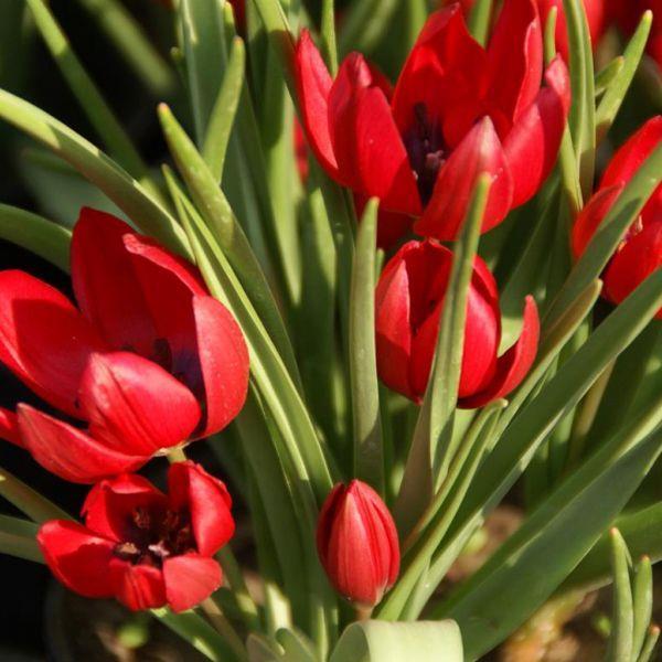 Tulipa humilis 'Lilliput' Kr. 7,00 pr. stk. Opprinnelse: Nord-Iran (arten). Introdusert i 1987 (Visser Czn.) Høyde: 10-12 cm.