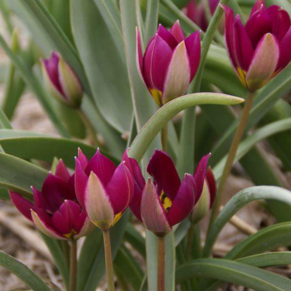 Tulipa humilis 'Persian Pearl' Kr. 6,00 pr. stk. Opprinnelse: Nord-Iran (arten). Introdusert i 1975 (Visser Czn.