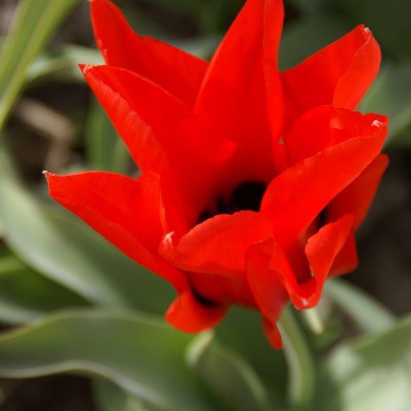 Tulipa ingens Kr. 10,00 pr. stk. Opprinnelse: Pamir-Alai, Sentral-Asia. Introdusert i 1901. Høyde: 40 cm.