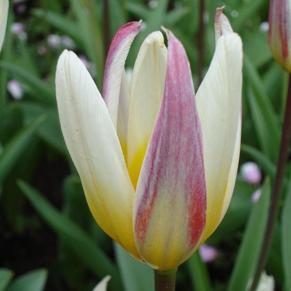 Tulipa kaufmaniana 'Ice Stick' Kr. 8,00 pr. stk. Opprinnelse: Tien-Shan Høyde: 30 cm.