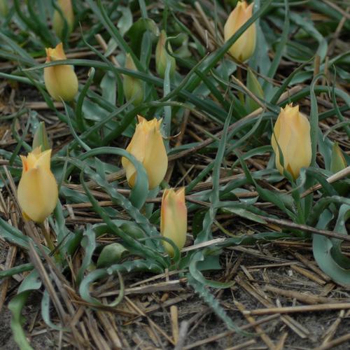 Tulipa linifolia 'Apricot Jewel' Batalinii group. Kr. 10,00 pr. stk. Opprinnelse: 1961 Høyde: 15-20 cm.