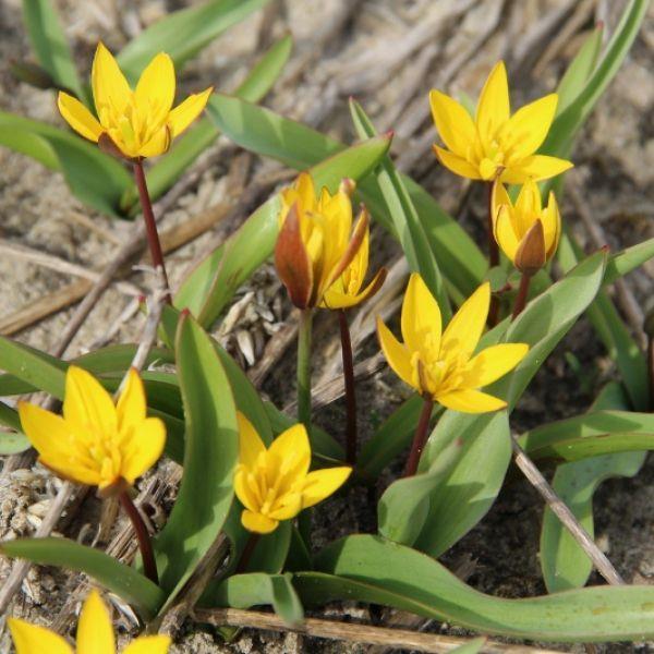 Tulipa nestuevae spec. Kr. 7,00 pr. stk. Opprinnelse: Eugeniia Georgiona Pobedmova (1898-1973) beskrev denne i 1949.