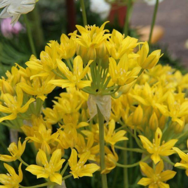 Allium moly 'Jeannine' Kr. 5,00 pr. stk. Opprinnelse: Pyreneene-Spania. Nesten alltid 2 blomster pr. løk.