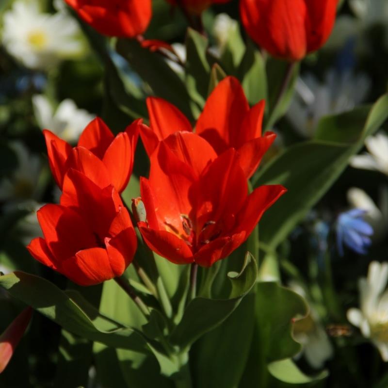 Tulipa praestans 'Fusilier' Kr. 8,00 pr. stk. Opprinnelse: Pamir Alai-fjellene i Kirgisistan Høyde: 30-35 cm.