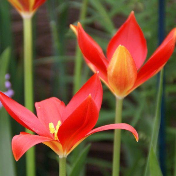 Tulipa sprengeri Meget sjelden, samlerobjekt! Kr. 160,00 pr. stk. Opprinnelse: Pontisch-fjellene i Amasaya i Tyrkia.