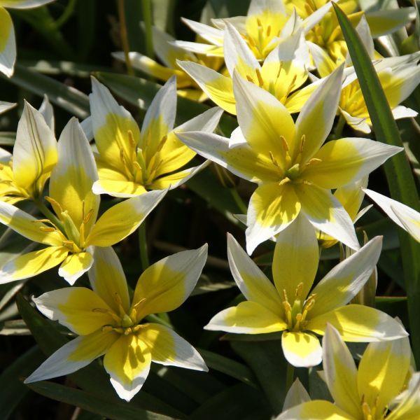 Tulipa tarda Kr. 5,00 pr. stk. Opprinnelse: 1933, Tien Shan. Høyde: 10-12 cm.