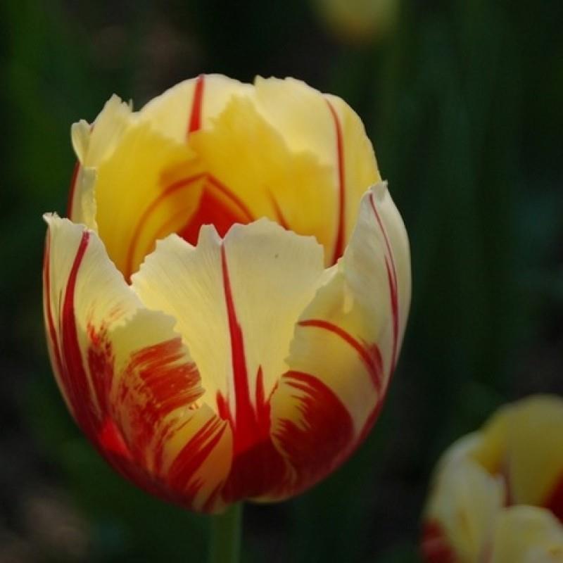 Tulipa triumph 'Ida' Kr. 35,00 pr. stk. Opprinnelse: 1954 Høyde: 30-40 cm.