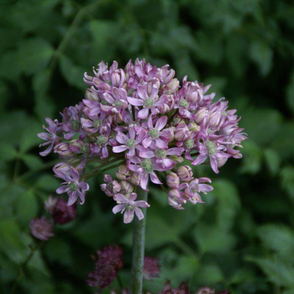Allium nigrum 'Pink Jewel' Kr. 30,00 pr. stk. Opprinnelse: Høyde: 80 cm.