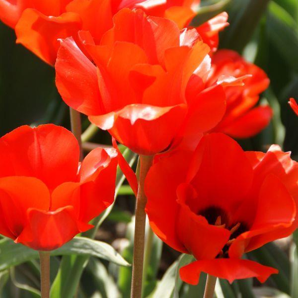 Tulipa vvedenskyi Kr. 10,00 pr. stk. Opprinnelse: Sydlige Tien-Shan - Usbeksistan. Høyde: 25 cm.