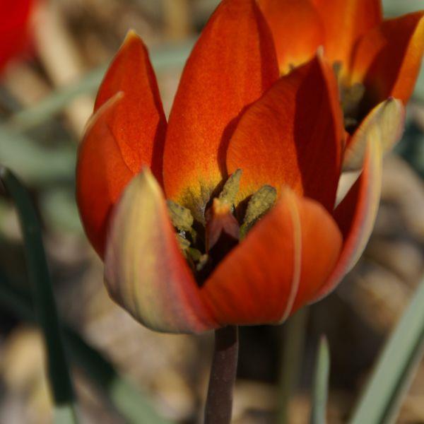 Tulipa whitallii syn. T. orphanidea var whittallii Kr. 10,00 pr. stk. Opprinnelse: Vest-Tyrkia, 1929 Høyde: 25-30 cm.