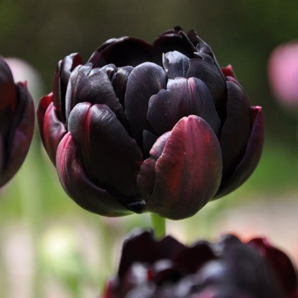 Tulipa 'Black Hero' pionformede doble blomster Kr. 10,00 pr. stk. Doble blomster. Opprinnelse: ca. 1775-1799 Høyde: 35-50 cm.