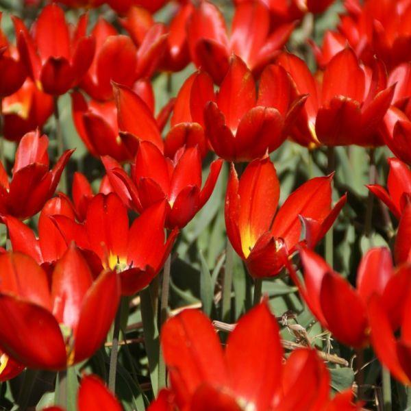 Tulipa 'Duc van Tol Scarlet' Historisk sort. Kr. 20,00 pr. stk. Opprinnelse: 1850 Høyde: 20-40 cm.