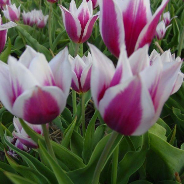 Tulipa 'Lac van Rijn' Historisk sort. Kr. 20,00 pr. stk. Opprinnelse: 1637, beskr.evet 5.feb i utskr.