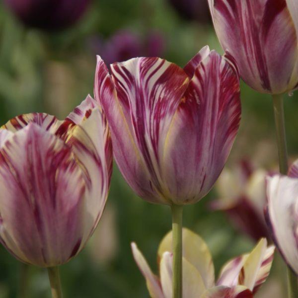 Tulipa rembrandt 'Beauty of Bath' Kr. 95,00 pr. stk. Opprinnelse: Holland. 1906 Høyde: 40-50 cm.