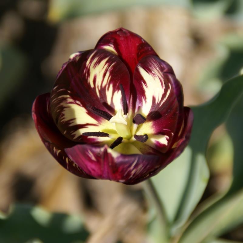 Tulipa rembrandt 'Bessie' Kr. 95,00 pr. stk. Opprinnelse: Holland. Før 1847. Høyde: 40-50 cm.