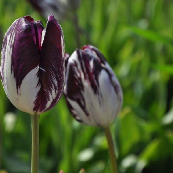 Tulipa rembrandt 'Gloria Nigrorum' Kr. 95,00 pr. stk. Opprinnelse: Holland. 1837. Høyde: 40-50 cm.