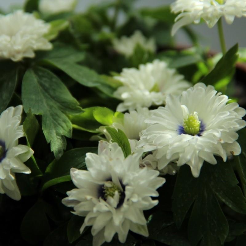 Anemone nemorosa 'Blue Eyes' Kr. 35,00 pr. stk. Opprinnelse: England Høyde: 10-15 cm.