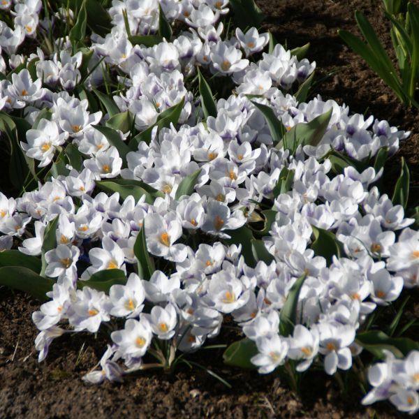 Crocus chrysanthus 'Prins Claus' Kr. 5,00 pr. stk. Introdusert: Høyde: 15 cm.