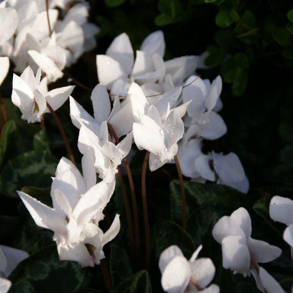 Cyclamen hederifolium var. hederifolium 'Forma albiflorum' Kr. 40,00 pr. stk.