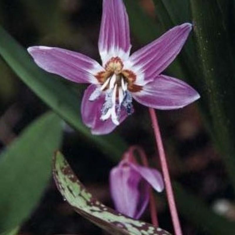 Erythronium dens-canis 'Lilac Wonder' Kr. 40,00 pr. stk. Opprinnelse: E. dens-canis er dyrket i Europa siden 1596.