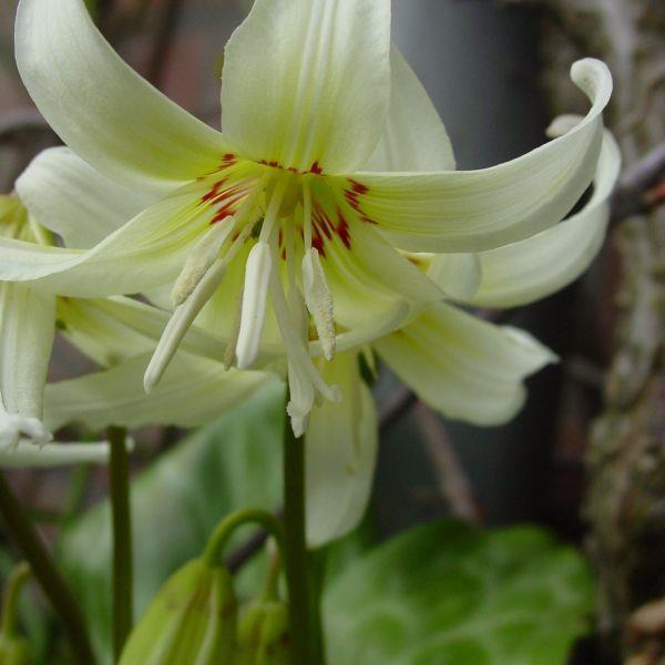 Erythronium 'White Beauty' Kr. 20,00 pr. stk. Kultivar med store hvite blomster. Introdusert ca. 1895.