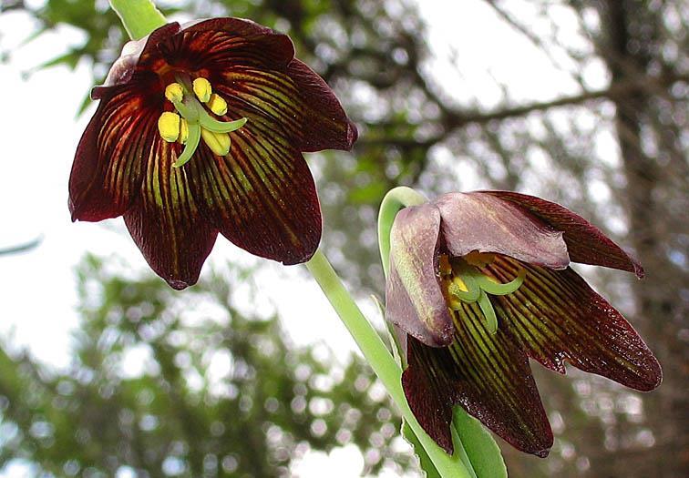 Fritillaria biflora spec. F. ineziana, F. inflexa, F. succulenta Kr. 135,00 pr. stk. Opprinnelse: Syd-Kalifornia, Syd-Oregon.