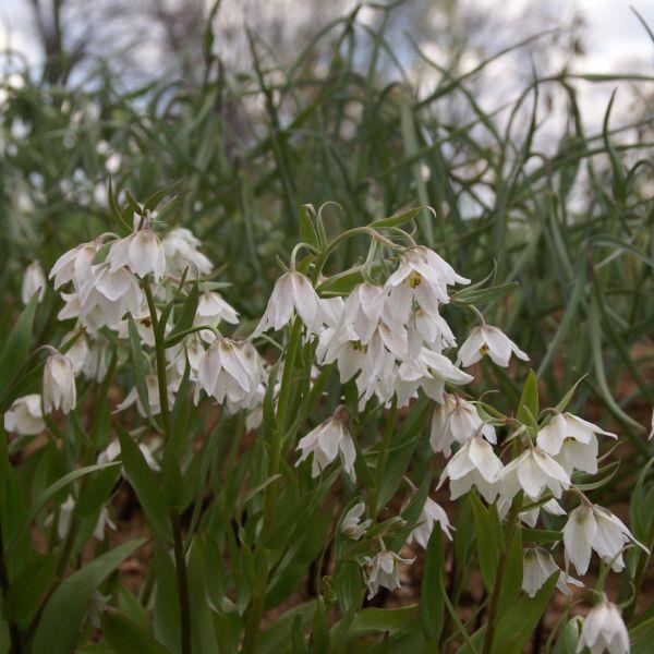 Fritillaria bucharica 'Giant' Kr. 90,00 pr. stk. Opprinnelse: 1884, Nord-Afganistan. Tadsjikistan og Øst-Usbekistan.