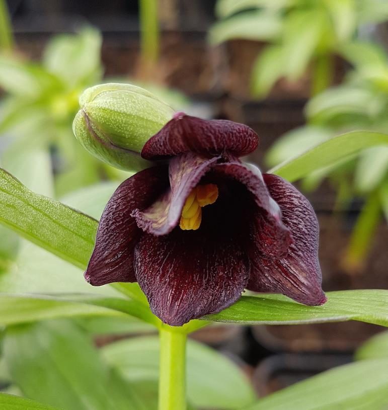 Fritillaria camschatcensis syn. Lilium camschatcense - Sjelden! Kr. 90,00 pr. stk. Opprinnelse: Den eneste transatlantiske art, kommer fra Nord-Amerika.