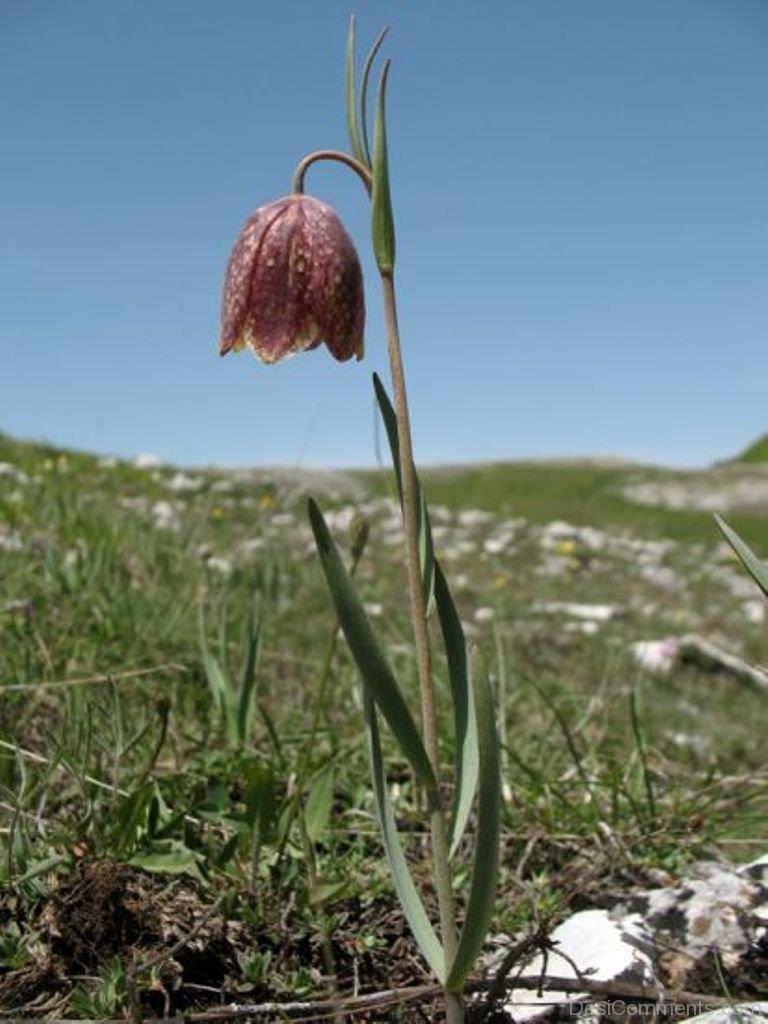 Fritillaria montana Kr. 150,00 pr. stk. Opprinnelse: Frankrike, Italia, Jugoslavia, Hellas Høyde: 30-40 cm.