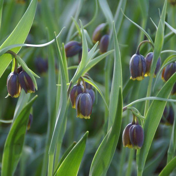 Fritillaria uva-vulpis Kr. 5,00 pr. stk. Opprinnelse: 1974. Tyrkia, Irak, Iran Høyde: 25-30 cm.