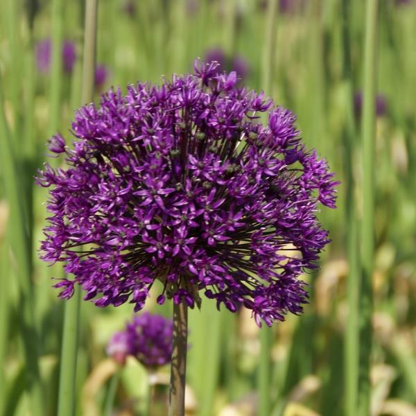 Allium hollandicum 'Purple Surprise' Kr. 20,00 pr. stk. Introduset i 1984.