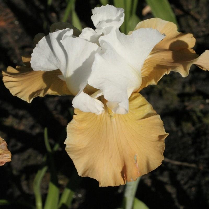 Iris germanica 'Apricot Frosty' Kr. 125,00 pr. stk. Opprinnelse: 1992 Høyde: 60 cm.