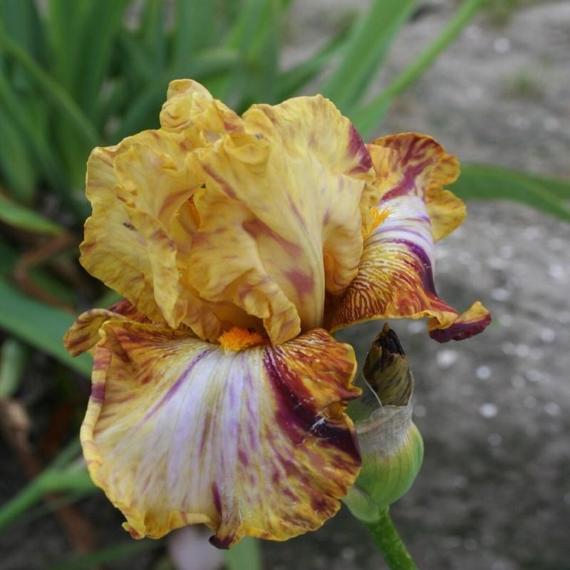 Iris germanica 'Autum Years' Kr. 200,00 pr. stk. Opprinnelse: 1995 Høyde: 85 cm.
