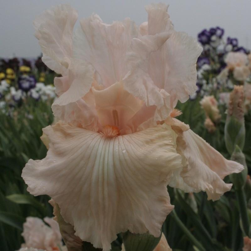 Iris germanica 'Enthraling Pink' Kr. 125,00 pr. stk. Opprinnelse: 1980 Høyde: 90 cm.