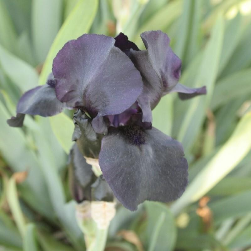 Iris germanica 'Helen Proctor' Kr. 125,00 pr. stk. Opprinnelse: 1977 Høyde: 60 cm.