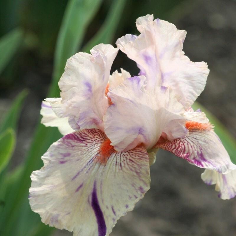 Iris germanica 'Peach Jam' Kr. 125,00 pr. stk. Opprinnelse: 1990 Høyde: 90 cm.