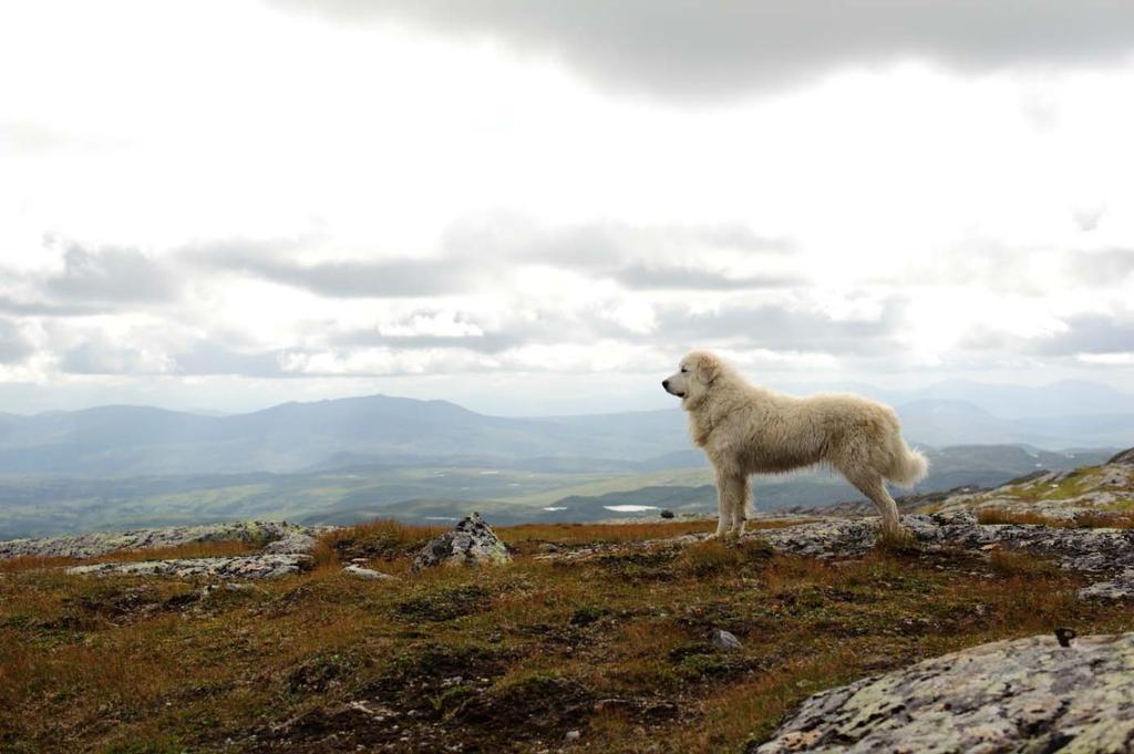 Rapport for gjennomføringen av forebyggende tiltak 2: - Vokterhund på patrulje