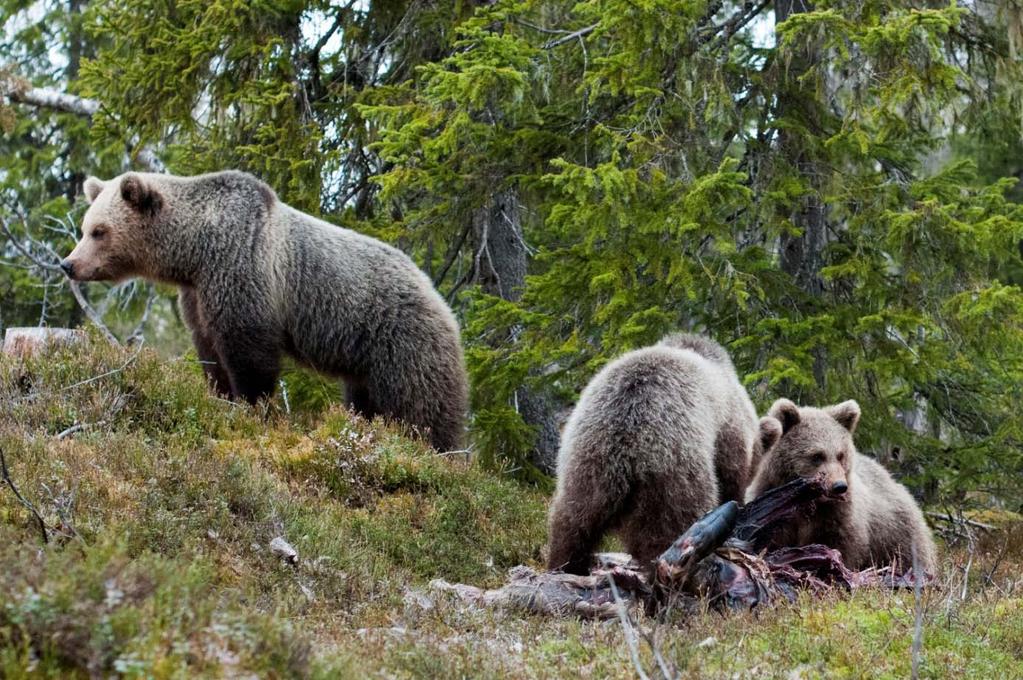 2 Binne med fjorårsunger