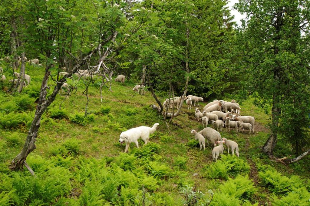 Om prosjektet Prosjektet har tatt i bruk vokterhund på patrulje som et forebyggende tiltak mot rovviltskader i beiteområdet Brandsfjellet/ Almdalen i Lierne Kommune for sauebesetningen til Kåre