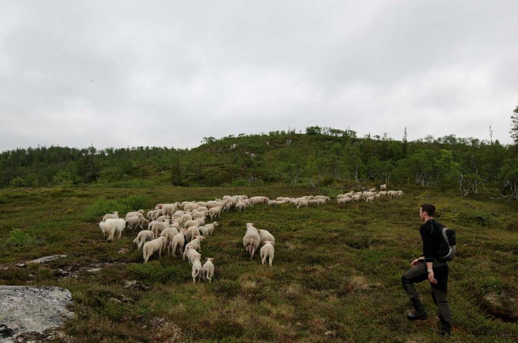 ved Dølbekken på nordsida av Otersjøen/ Sandøla ca. 3 km i luftlinje unna skogbeitet (Vedlegg 4). Det var derfor ikke utenkelig at det kunne dukke opp bjørn i området tidlig i sesongen.