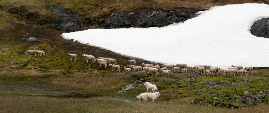 Hundenes adferd/ arbeidsmåte Som nevnt innledningsvis ble den ene av vokterhunden syk halvvegs ut i beitesesongen, så i hovedsesonger ble kun en hund benyttet.