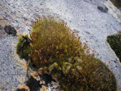 Voksested Art Mose Lav På berg nær foss I øvre del av bjørkeskogen, Gåsefotskjeggmose (Barbilophozia lycopodioides).