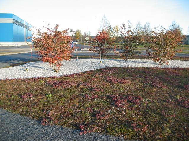 SEDUM MATTER På Reiersøl planteskole produserer vi sedummatter til tak eller anlegg. Vi har matter tilpasset norsk klima.