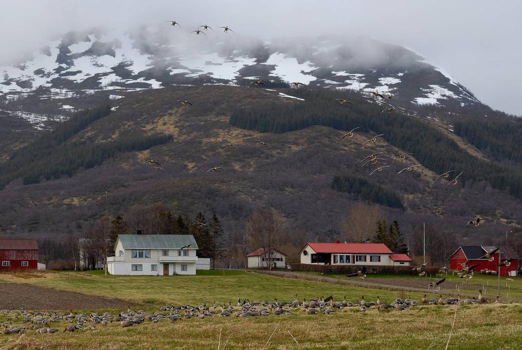 for Vesterålen, 2006-2007 Ingunn M.