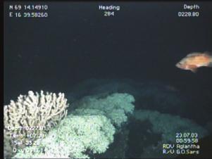 Lophelia pertusa dominates the coral fauna and builds the reef at Steinavær. B C.