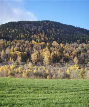 Den sammenhengende granskogen danner mørke vegger i mer skyggelagte dalsider.