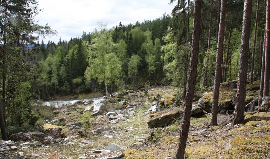 Figur 29 Bratte steinurer og furuskog i området rundt Øla. Jordbrukslandskapet fortsetter i et smalt belte på øversiden av Fv 417 opp til de bratte beiteengene (figur 26, s. 24).